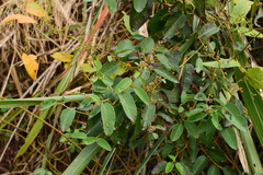 Berchemia kulingensis