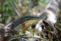Varanus panoptes panoptes