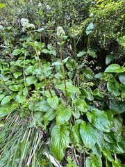 Valeriana lapathifolia