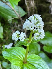 Valeriana lapathifolia