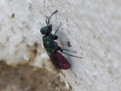 Chrysura
