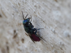 Chrysura