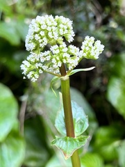 Valeriana lapathifolia