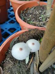 Leucocoprinus ianthinus