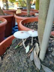 Leucocoprinus ianthinus