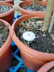 Leucocoprinus ianthinus