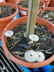 Leucocoprinus ianthinus