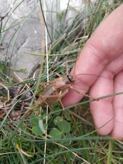 Ephippiger terrestris