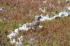 Charadrius pecuarius