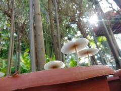 Leucocoprinus ianthinus