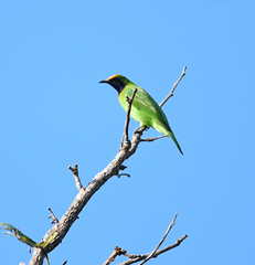 Chloropsis aurifrons