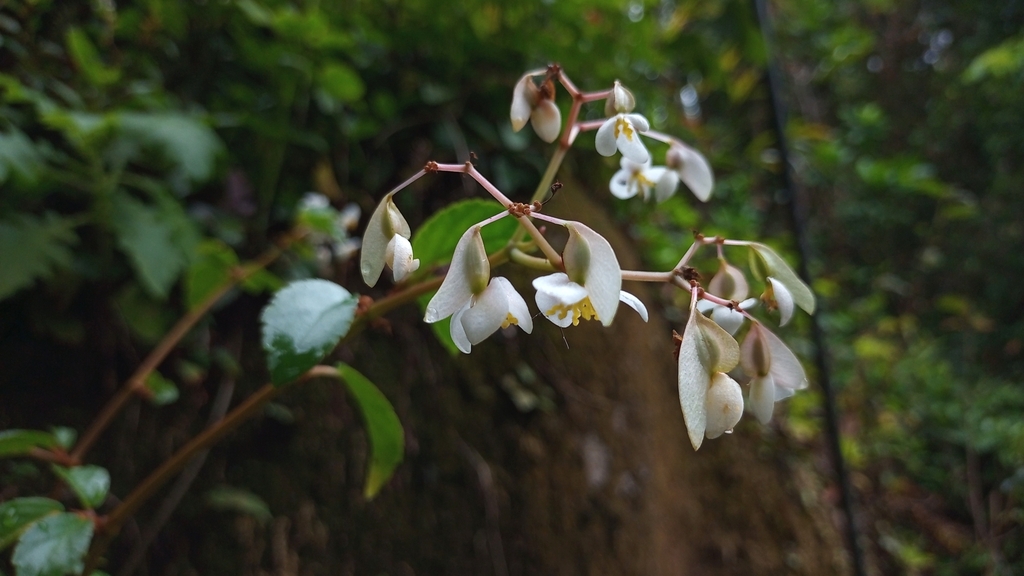 Begonia saxicola; photograph (c) Carlos Otávio Gussoni, some rights reserved (CC BY)