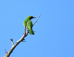 Chloropsis aurifrons