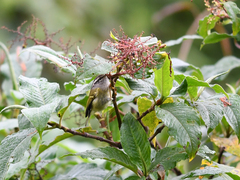 Phylloscopus maculipennis
