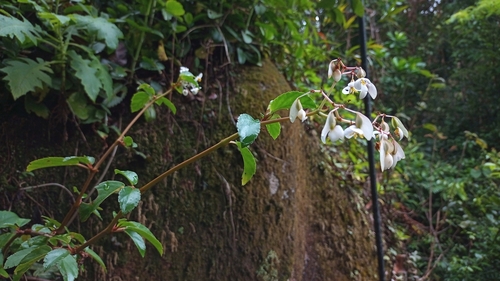 Begonia saxicola, photograph 4
