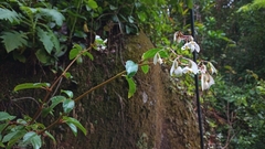 (c) Carlos Otávio Gussoni, some rights reserved (CC BY) Begonia saxicola, photograph (c) Carlos Otávio Gussoni, some rights reserved (CC BY)