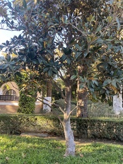 Ficus macrophylla