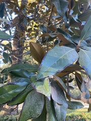 Ficus macrophylla