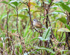 Prinia superciliaris