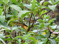 Prinia superciliaris