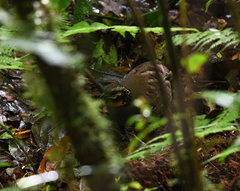 Arborophila rufogularis