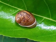 Simpulopsis