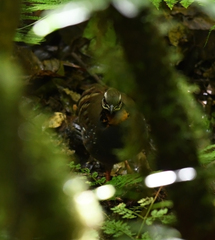 Arborophila rufogularis