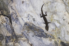 Gekko pradapdao
