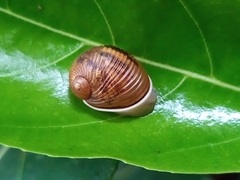 Simpulopsis