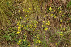 Crepidiastrum denticulatum