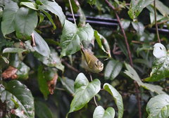 Phylloscopus humei