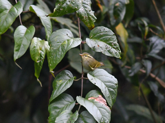 Phylloscopus humei