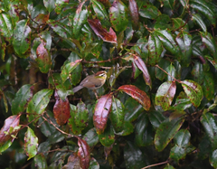 Schoeniparus castaneceps
