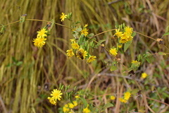 Crepidiastrum denticulatum