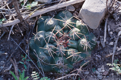 Thelocactus hexaedrophorus hexaedrophorus