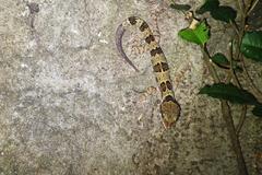 Cyrtodactylus papilionoides