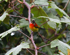 Aethopyga gouldiae