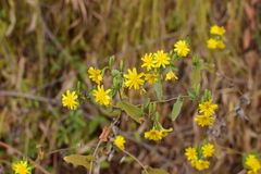 Crepidiastrum denticulatum