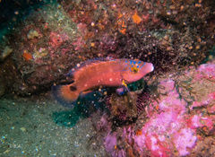 Symphodus mediterraneus