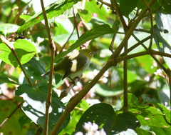 Zosterops erythropleurus