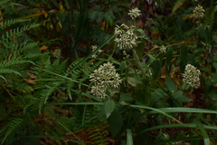 Eupatorium chinense