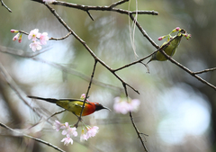 Aethopyga gouldiae