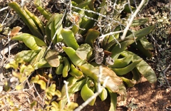 Glottiphyllum longum