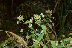 Eupatorium chinense