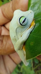 Boana platanera