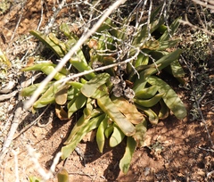 Glottiphyllum longum