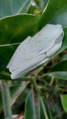 Boana platanera