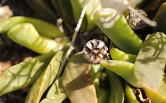 Glottiphyllum longum