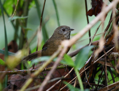 Pellorneum albiventre