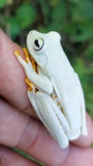 Boana platanera